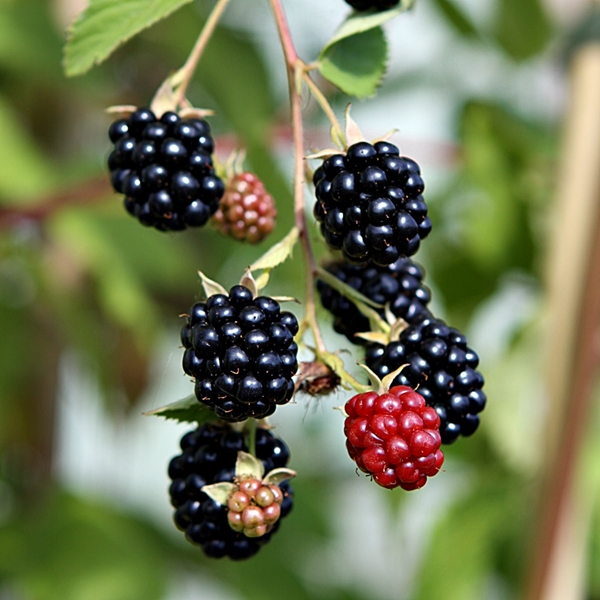 BLACKBERRY Triple Crown 3L Blackberry Plants & Bushes For Sale UK