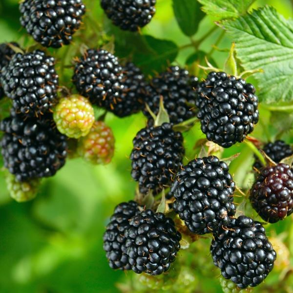 Blackberry Loch Ness | Blackberry plants for sale