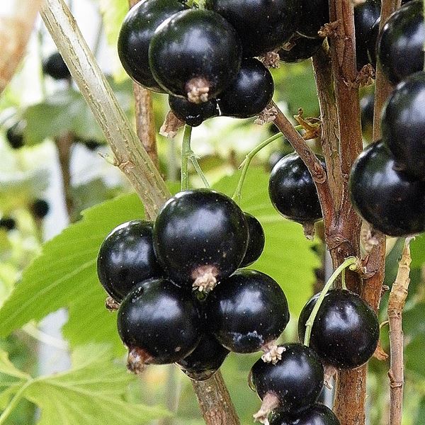 5 x Blackcurrant Ready-to-Plant Bare Root Stock/Bushes Free UK Postage
