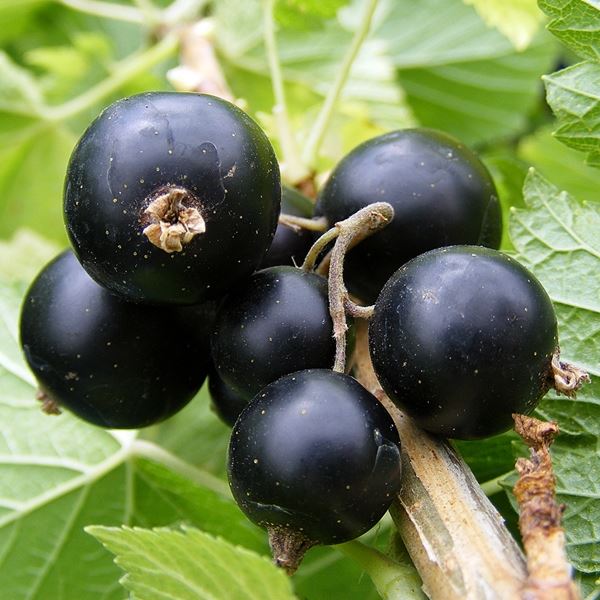 5 x Blackcurrant Ready-to-Plant Bare Root Stock/Bushes Free UK Postage
