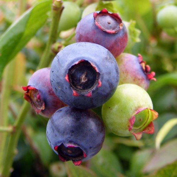 Blueberry Brigitta | Blueberry Plants for Sale