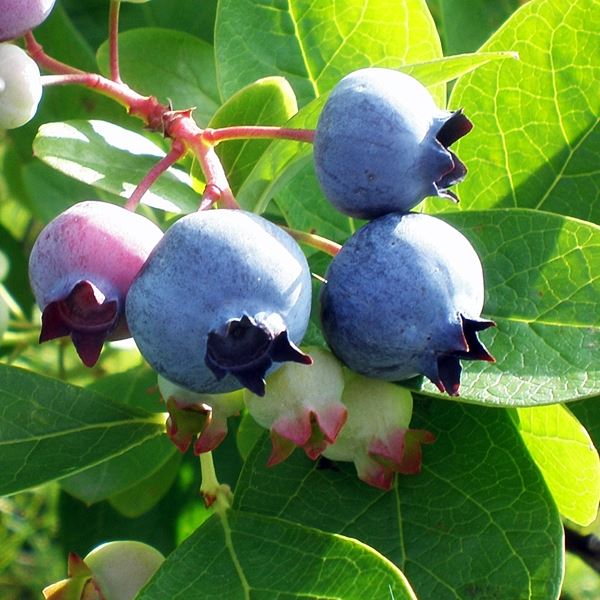 BLUEBERRY Sunshine Blue 3L | Blueberry Plants For Sale UK