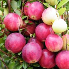Cranberry Pilgrim | Cranberry plants for sale
