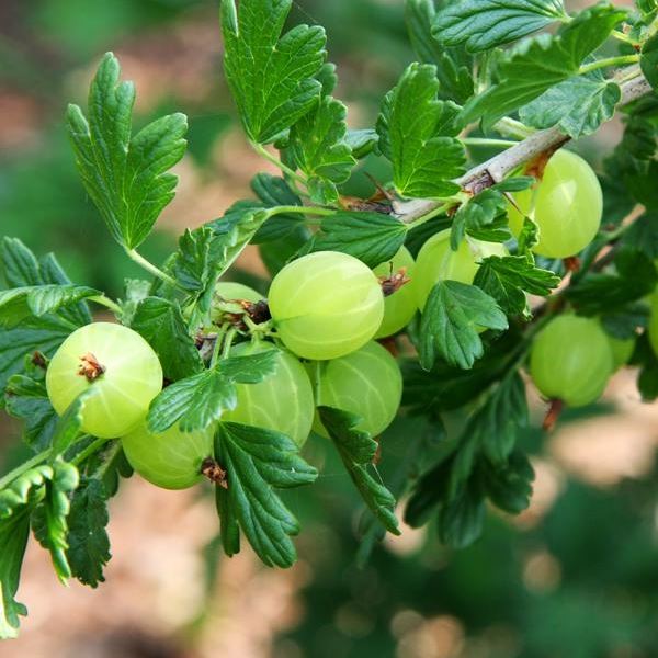 Gooseberry (Hinnonmaki Green) | Gooseberry plants for sale