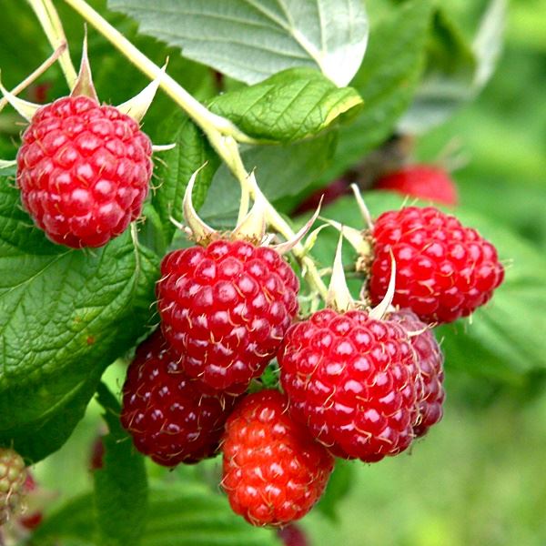 Image result for raspberry
