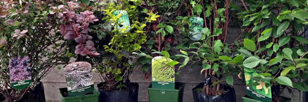 Woodland Collection | Hedging Plants For Sale