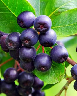 ARONIA Lowberry Little Helpers