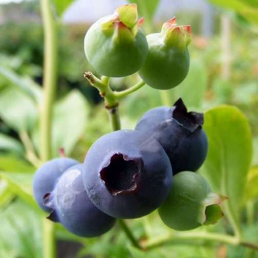 Blueberries | Blueberry Darrow 3L Plants for Sale | James McIntyre & Sons