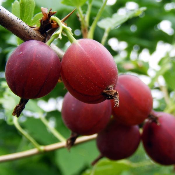 GOOSEBERRY Captivator Gooseberry Plants for Sale UK