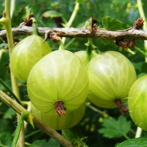 GOOSEBERRY Invicta - Gooseberry Plants for Sale UK