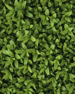 LIGUSTRUM ovalifolium Green Privet