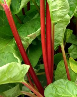 Canada Red Rhubarb • Kiwi Nurseries Ltd