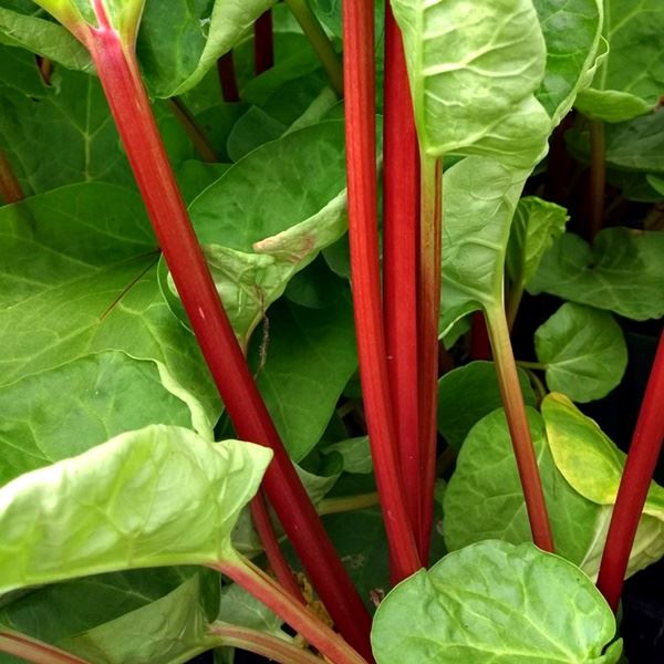 RHUBARB Canada Red 3L - Rhubarb Plants for Sale UK