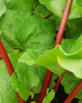 Chipman's Canada Red Rhubarb Plant For Sale